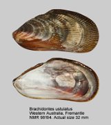 Brachidontes ustulatus